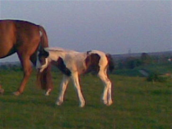 Irish Cob Arwen Irish Aloud - og igen billede 15