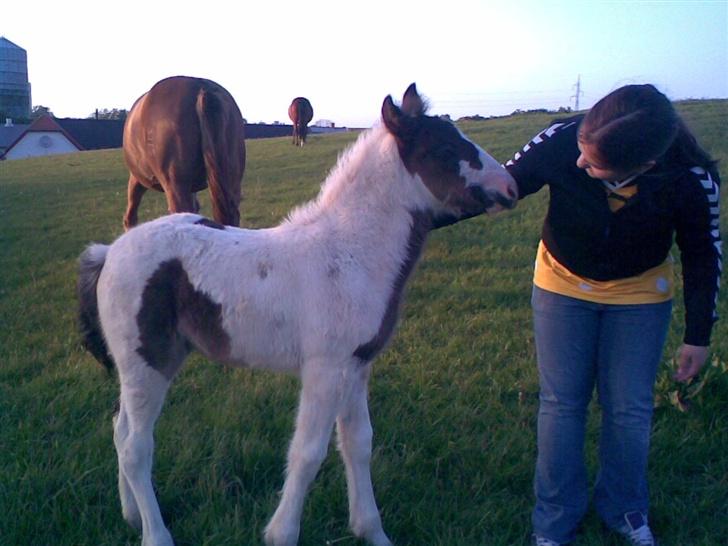Irish Cob Arwen Irish Aloud - Arwen og mig.. billede 16