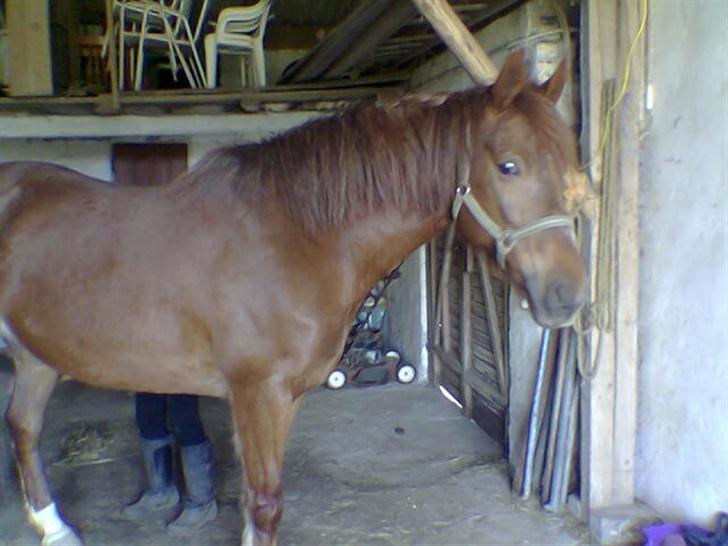 Frederiksborg Flicka - Flicka efter en brandert xD billede 5