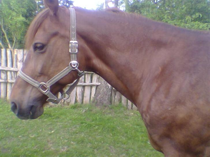 Frederiksborg Flicka - Selveste Flicka, efter en hård træning (; billede 7