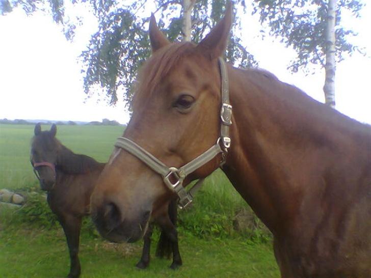 Frederiksborg Flicka - Flicka og hendes ´mand´ Lady i baggrunden xD billede 8