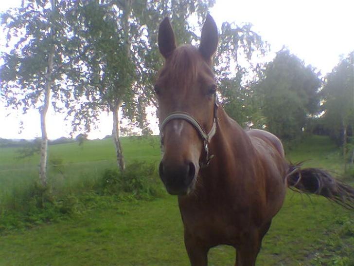 Frederiksborg Flicka - Hotte Flicka <3 billede 9