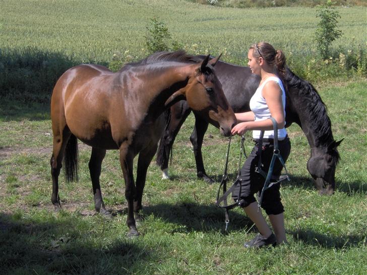 DSP Terra Lapaz - Terra Lapaz på sommergræs i 2006. billede 4