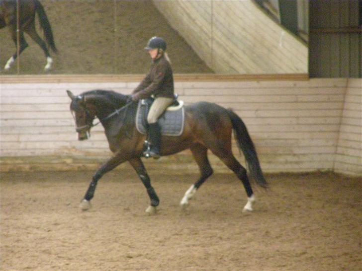 Dansk Varmblod Liana - Trav.. <3 billede 8