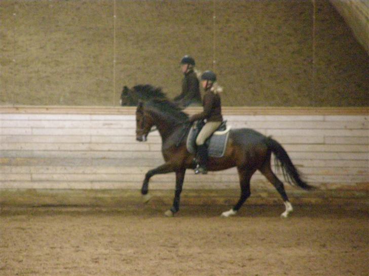 Dansk Varmblod Liana - Galop.. <3 billede 12