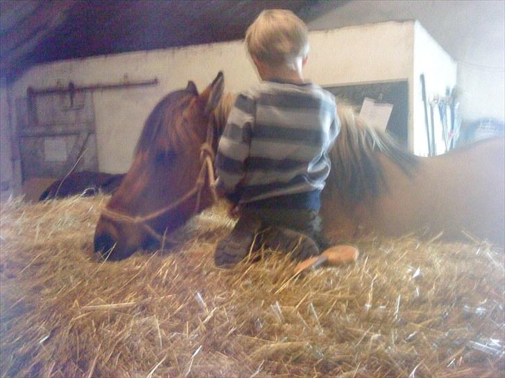 Anden særlig race Grøndahls Kira - Den dag da Benjamin, min lillebror på fem, synes det var hyggeligt at strigle Kira HELT selv, og ride hende bagefter, selvfølgelig kun i skridt (:  billede 9