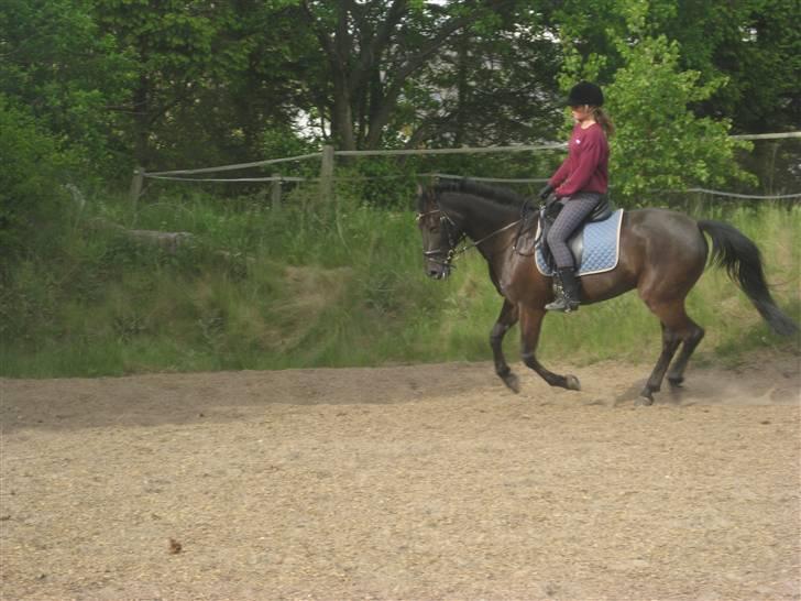 Anden særlig race Trinity C  - dressur undervisning maj 09 billede 3