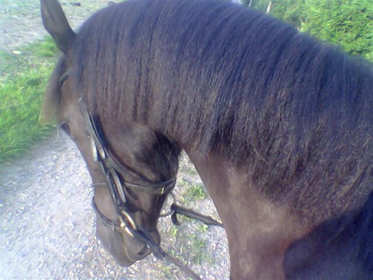 DSP Lady - Hihi [x billede 11