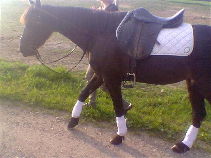 DSP Lady - Lady og et glimt af solnedgang<3 billede 12