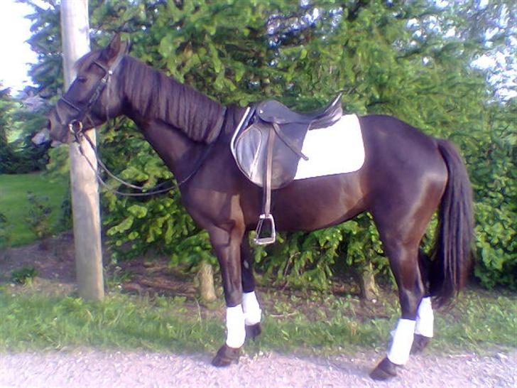 DSP Lady - Damm du hot, lady [x billede 13