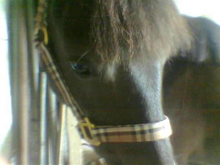 DSP Lady - Lady med sin nye burberry-grime. Den er blær [x billede 14