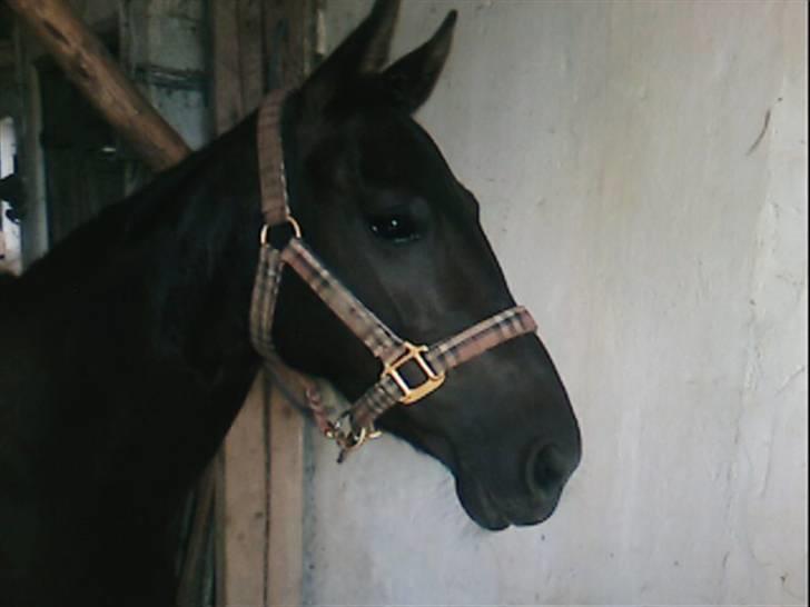 DSP Lady - Lady, næsten klar inden stævne. billede 15