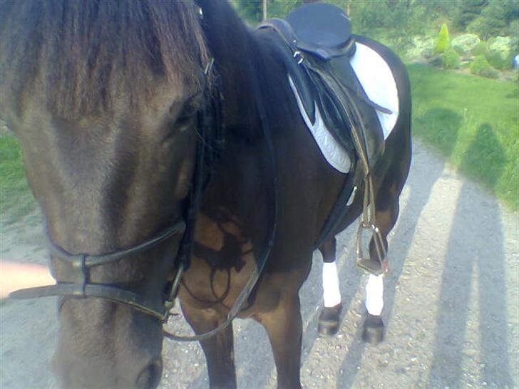 DSP Lady - Hihi, funny. billede 16