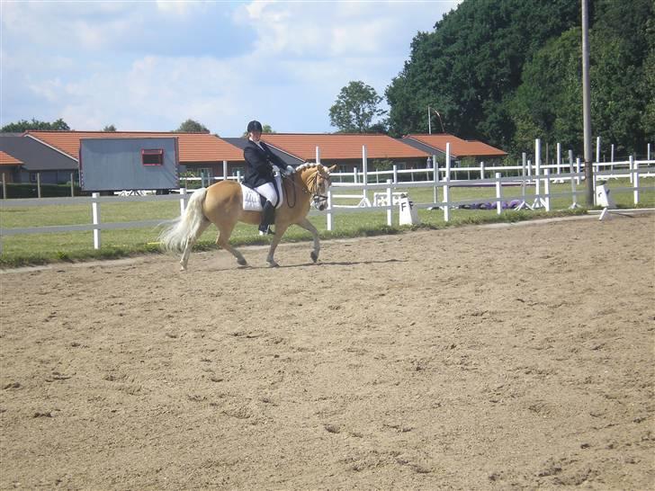 Haflinger Stakato billede 4