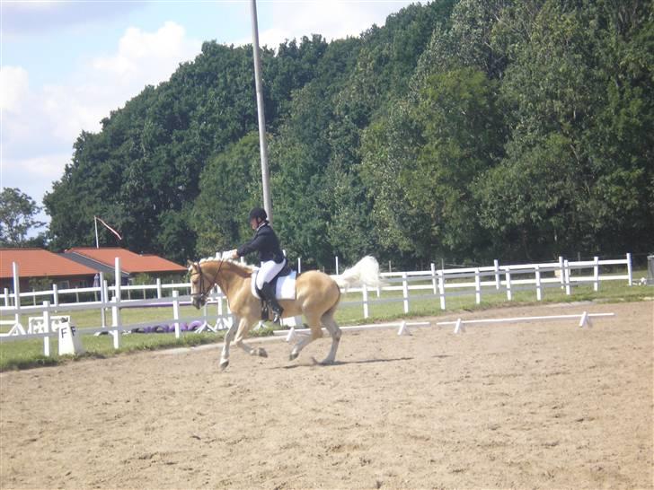 Haflinger Stakato billede 5