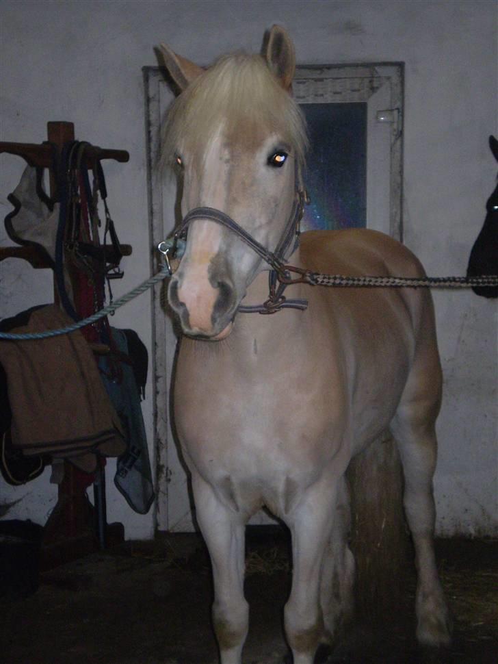 Haflinger Stakato billede 6