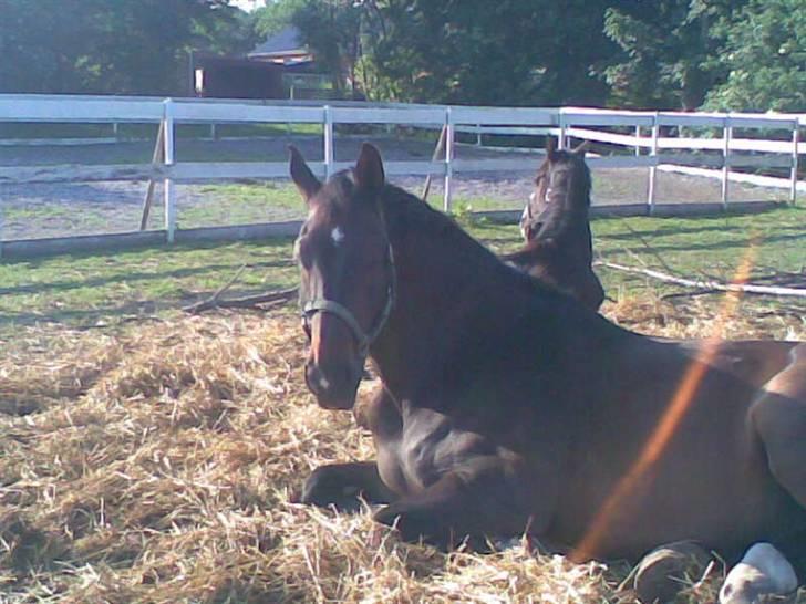 Dansk Varmblod Ayoub <3 R.I.P - Ayoub tager sig en slapper<3 billede 2