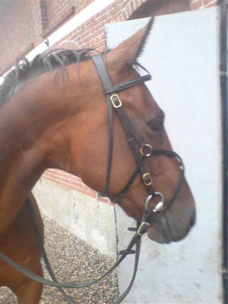 Traver Elvis Holmager (aka: Shantih) SOLGT :'( billede 2