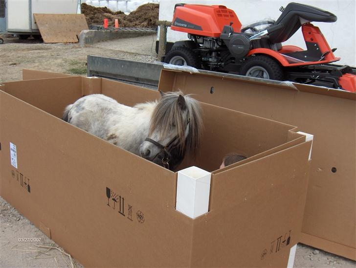 Dansk Miniature Katrinesmindes Perhaps  - Happy i papkasse. hun kom nemlig med posten (nej da) billede 3