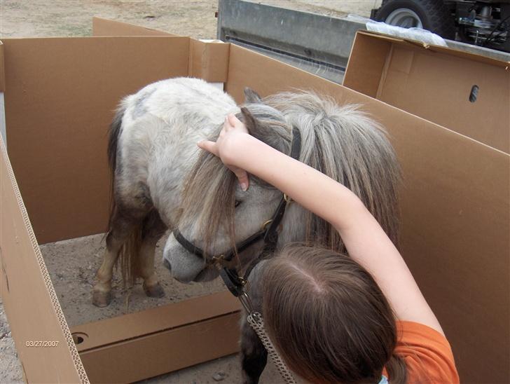 Dansk Miniature Katrinesmindes Perhaps  - "sikke en stor boks jeg er kommet i" - Happy billede 4
