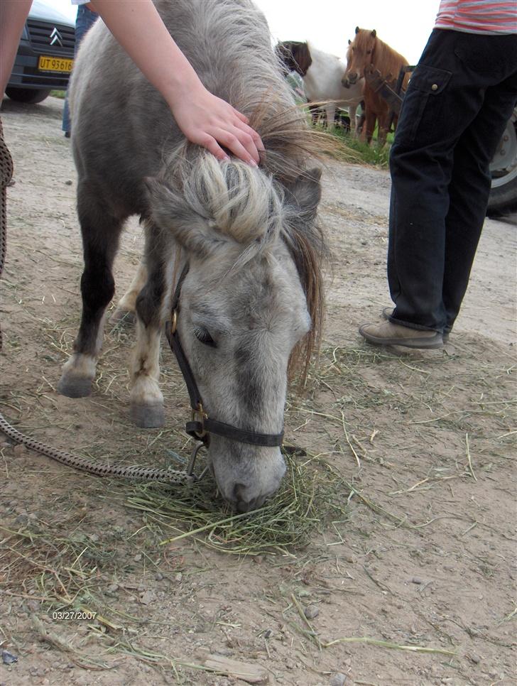 Dansk Miniature Katrinesmindes Perhaps  - Hppays to farvede hoved.  billede 5