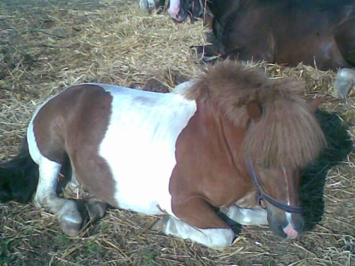 Shetlænder Oskar <3 - Sommer 2007 billede 5
