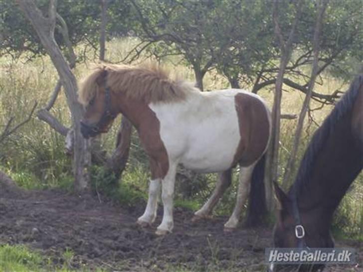 Shetlænder Oskar <3 - Sommer 2007 billede 6