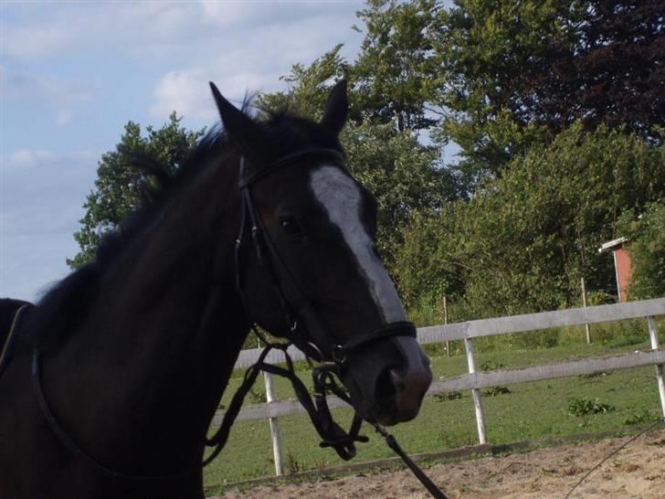 Hannoveraner Ferrari <3 SOLGT - Fordi du ved hvad du betyder <3 billede 1