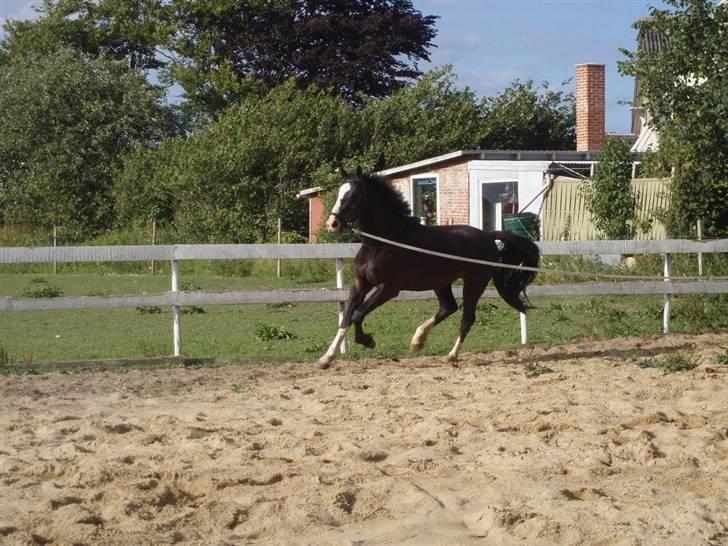 Hannoveraner Ferrari <3 SOLGT - Longe <´3 billede 2