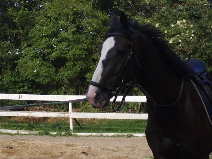 Hannoveraner Ferrari <3 SOLGT - smukke <´3 billede 3