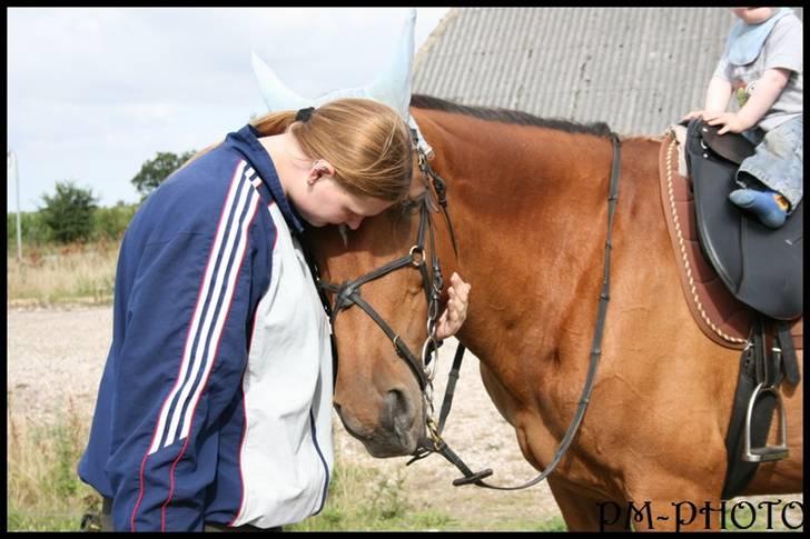 Dansk Varmblod Galatea billede 15