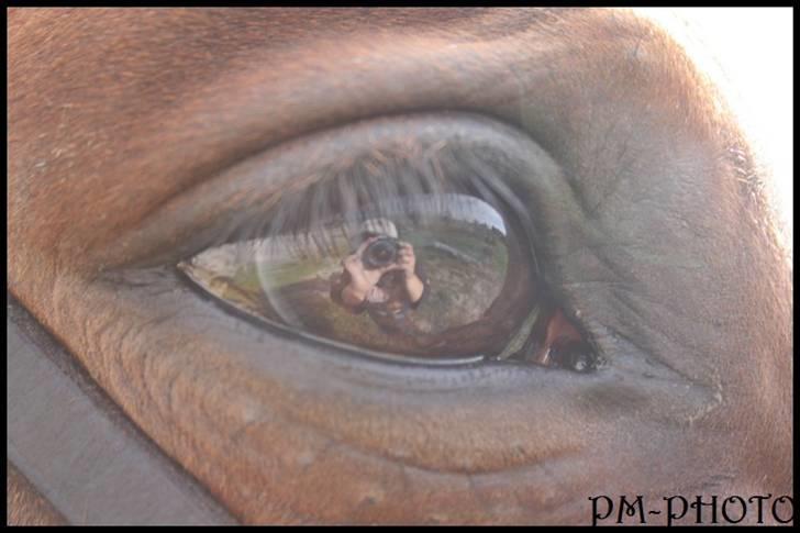 Dansk Varmblod Galatea billede 16