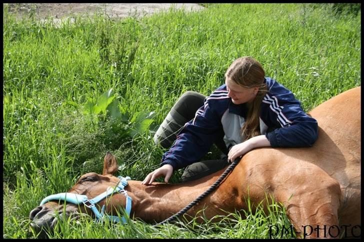 Dansk Varmblod Galatea billede 19