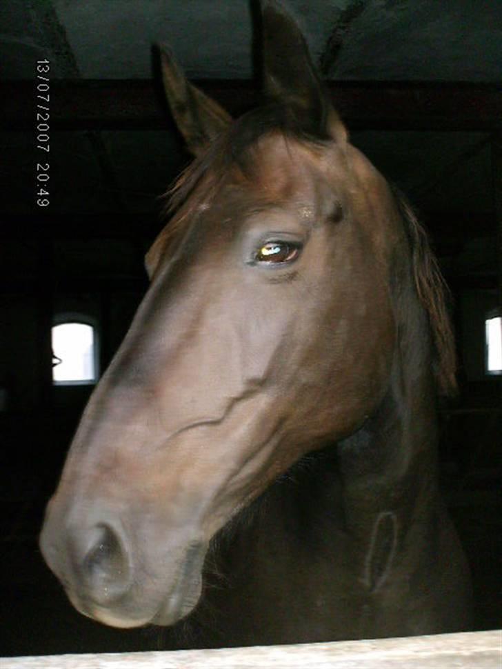 Anden særlig race Meiza billede 3