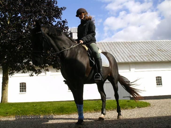 Anden særlig race Meiza billede 5