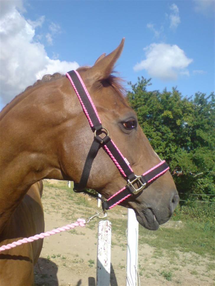 Dansk Varmblod Cherri *R.I.P* billede 1