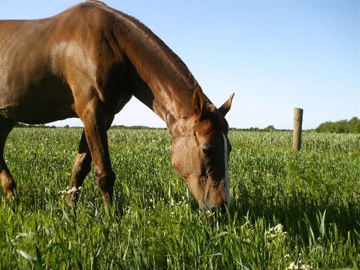 Dansk Varmblod Cherri *R.I.P* billede 2