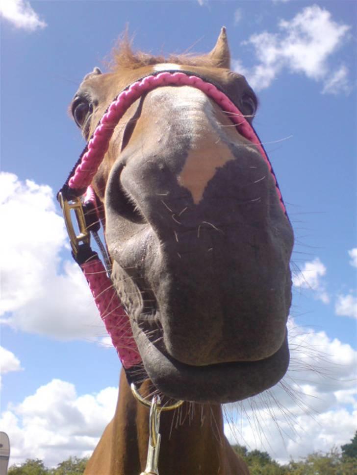 Dansk Varmblod Cherri *R.I.P* billede 3