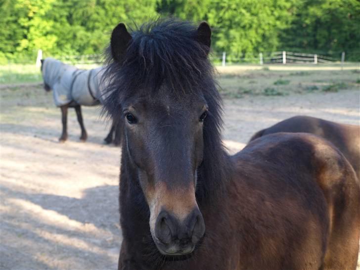 Islænder Ási fra Strøbjerg - Àsi smukke hoved [taget af mig] billede 1