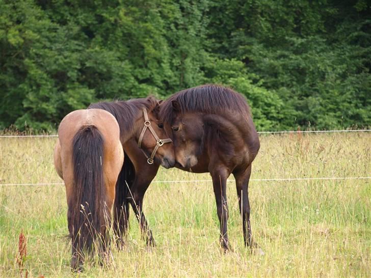 Islænder Ási fra Strøbjerg - Àsi hilser på Jarpur, hans ben er utrolig lange, jeg tror de længste jeg har set hos en islænder [taget af mig] billede 4