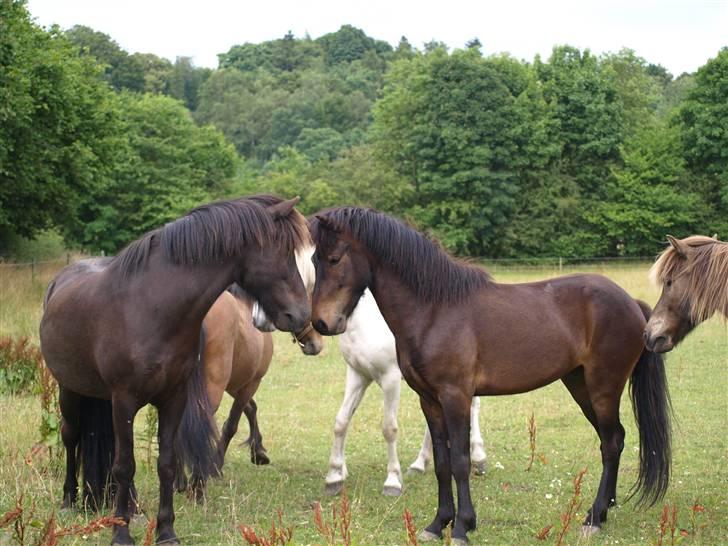 Islænder Ási fra Strøbjerg - Àsi i fuld figur - han er ved at blive SÅ FLOT! [taget af mig] billede 5