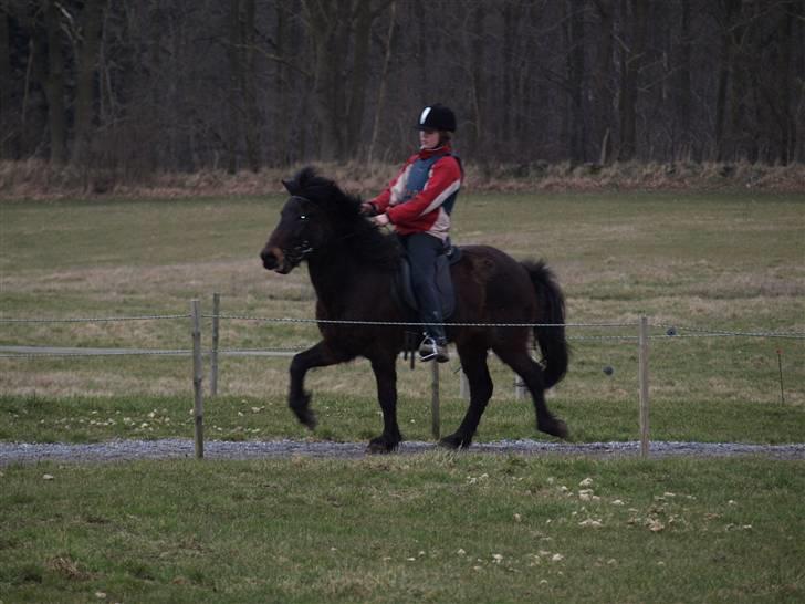 Islænder Ási fra Strøbjerg - Àsi tölter - 4 ridetur [taget af mor] billede 9