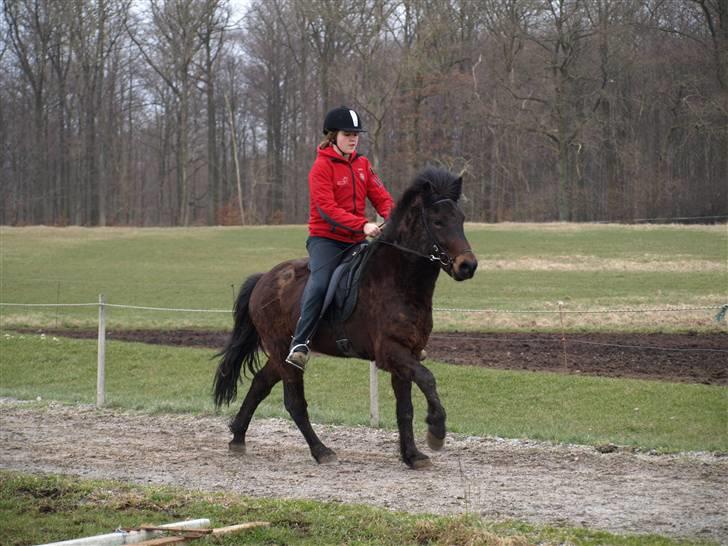 Islænder Ási fra Strøbjerg - Galop. Den er SYGT god [taget af mor ] billede 10