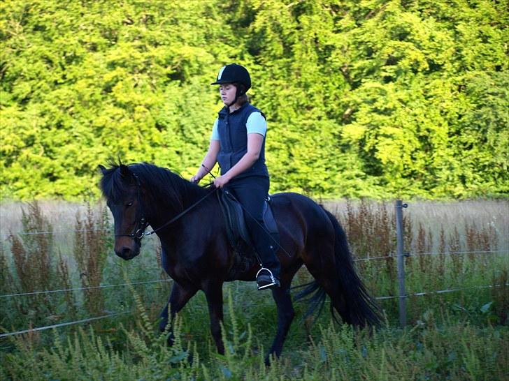 Islænder Ási fra Strøbjerg - Ási skridter, han går i holdning af sig selv. [Foto: Mor] billede 11