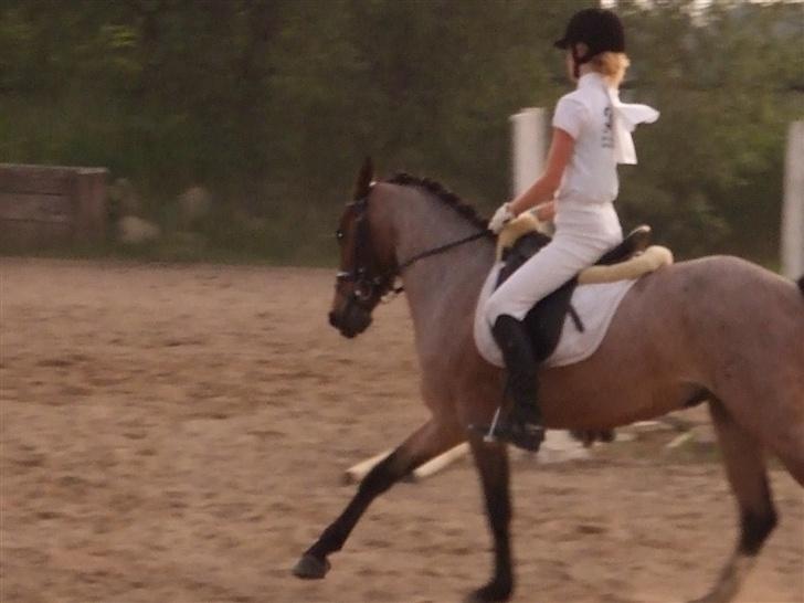 Anden særlig race Dusty  - forår 2007. opvarmning til stævne, lidt hidsig. foto: min far. billede 18