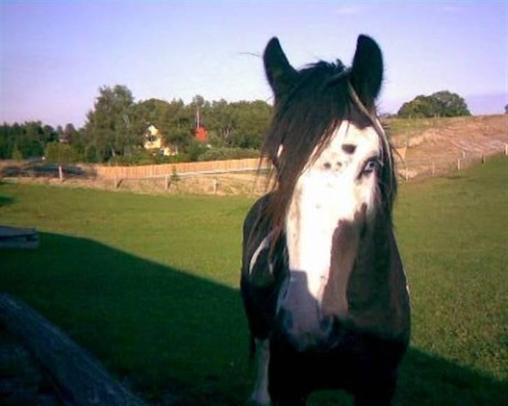 Tinker agerhøjs van chivas regal billede 11