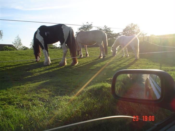 Tinker agerhøjs van chivas regal - trip trap træsko som man siger..:-) billede 12