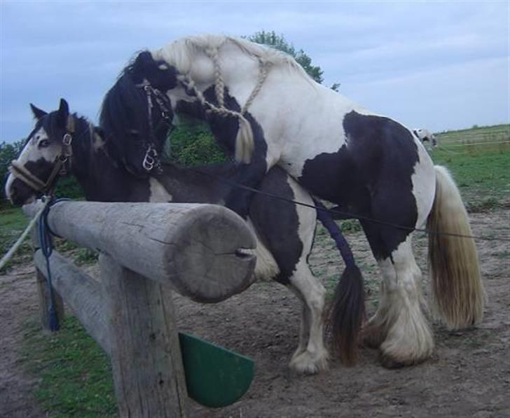 Tinker agerhøjs van chivas regal - ja så bliver chivas bedækket af denne skønhed. venligst taget af lillevangs gigants ejer katja. billede 13