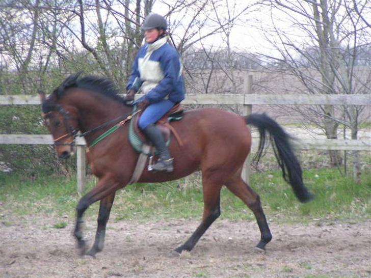 Anden særlig race Stewart Stardust billede 1