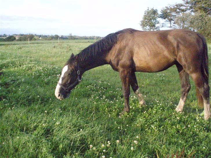 Hannoveraner Ferrari <3 SOLGT - Smuk<3 Evigt<3! billede 4